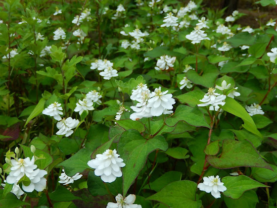 ���c���̔��d�h�N�_�~