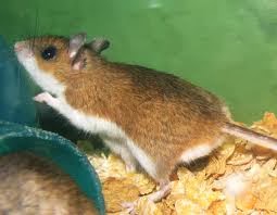 Topollillo Raton JR.animalpet: Rato topolino