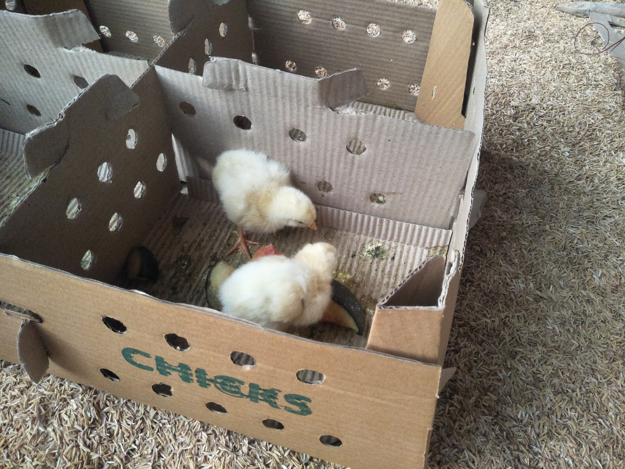 How and where can i buy Baby chicks
