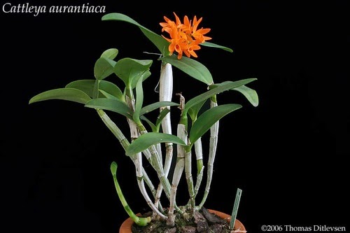 Grupo Orquideófilo del Norte Santafesino: Guarianthe aurantiaca
