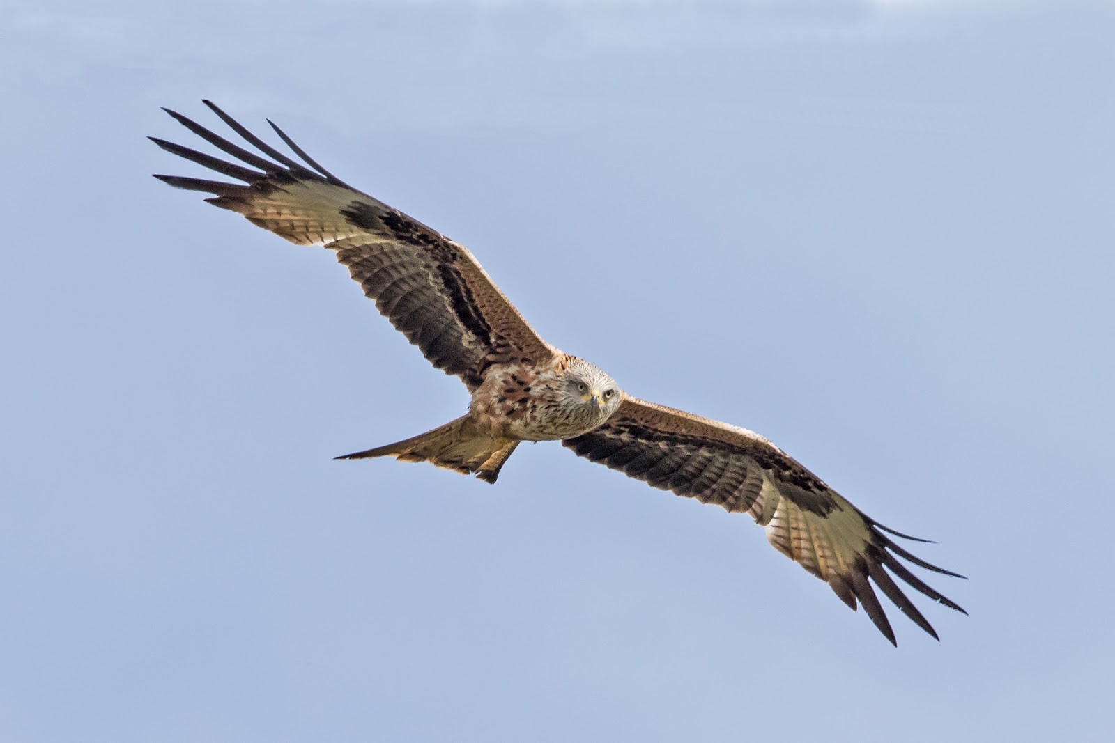 PETER'S PORTFOLIO..............Bird & Wildlife Photography Red Kite