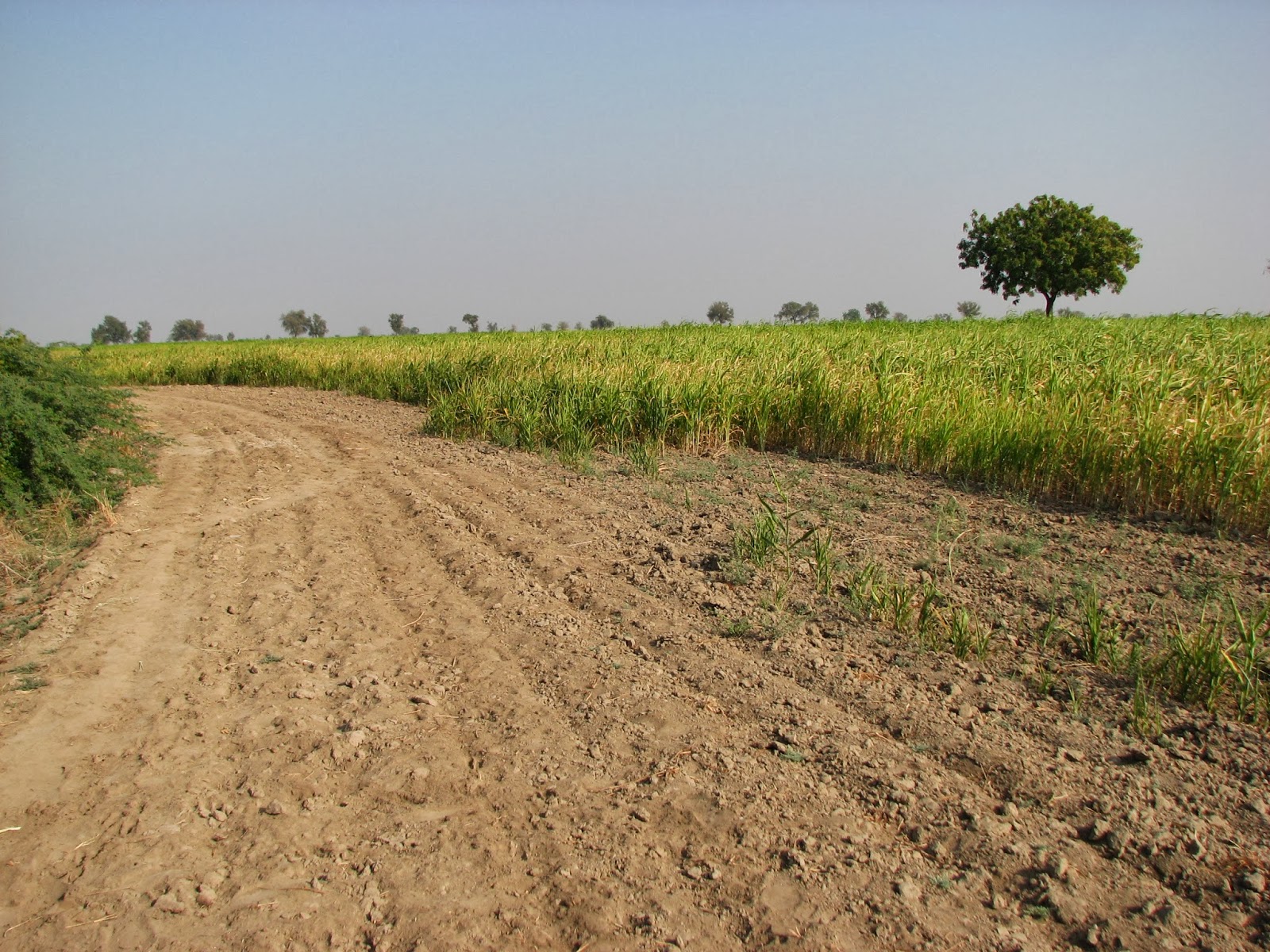 New Gujarat land law triggers fears among farmers in state
