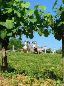 Geese and vines ...