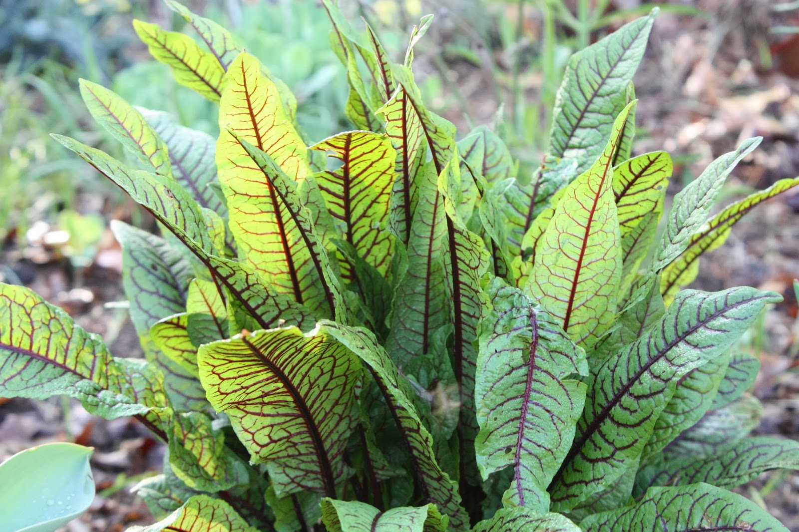 Sortel Plan Sorrel Varieties for Garden and Table