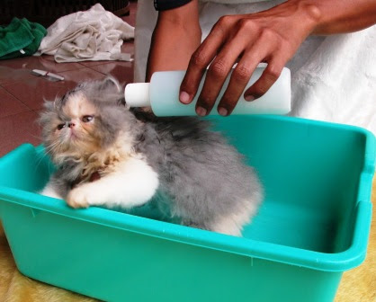 Jasa Memandikan Kucing Ke Rumah ~ Grooming Kucing Terdekat | Grooming