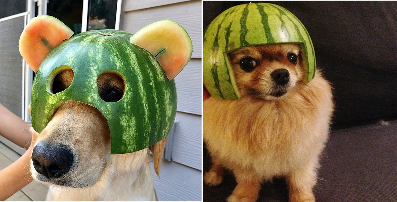 Perritos usando cascos de fruta