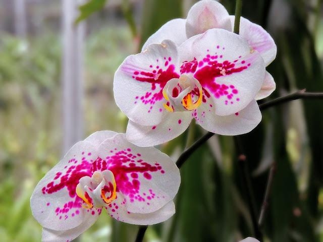 Wow! Ternyata Bunga Berikut Ini Bisa Menyemangatimu Sewaktu Bekerja Loh! Wow! Ternyata Bunga Berikut Ini Bisa Menyemangatimu Sewaktu Bekerja Loh!