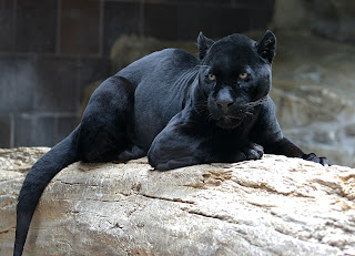 Henry Doorly Hayvanat Bahçesi’nde bir jaguar