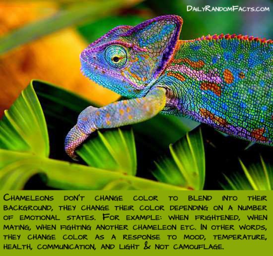 animal facts, facts about animals, interesting animal facts, chameleons fact