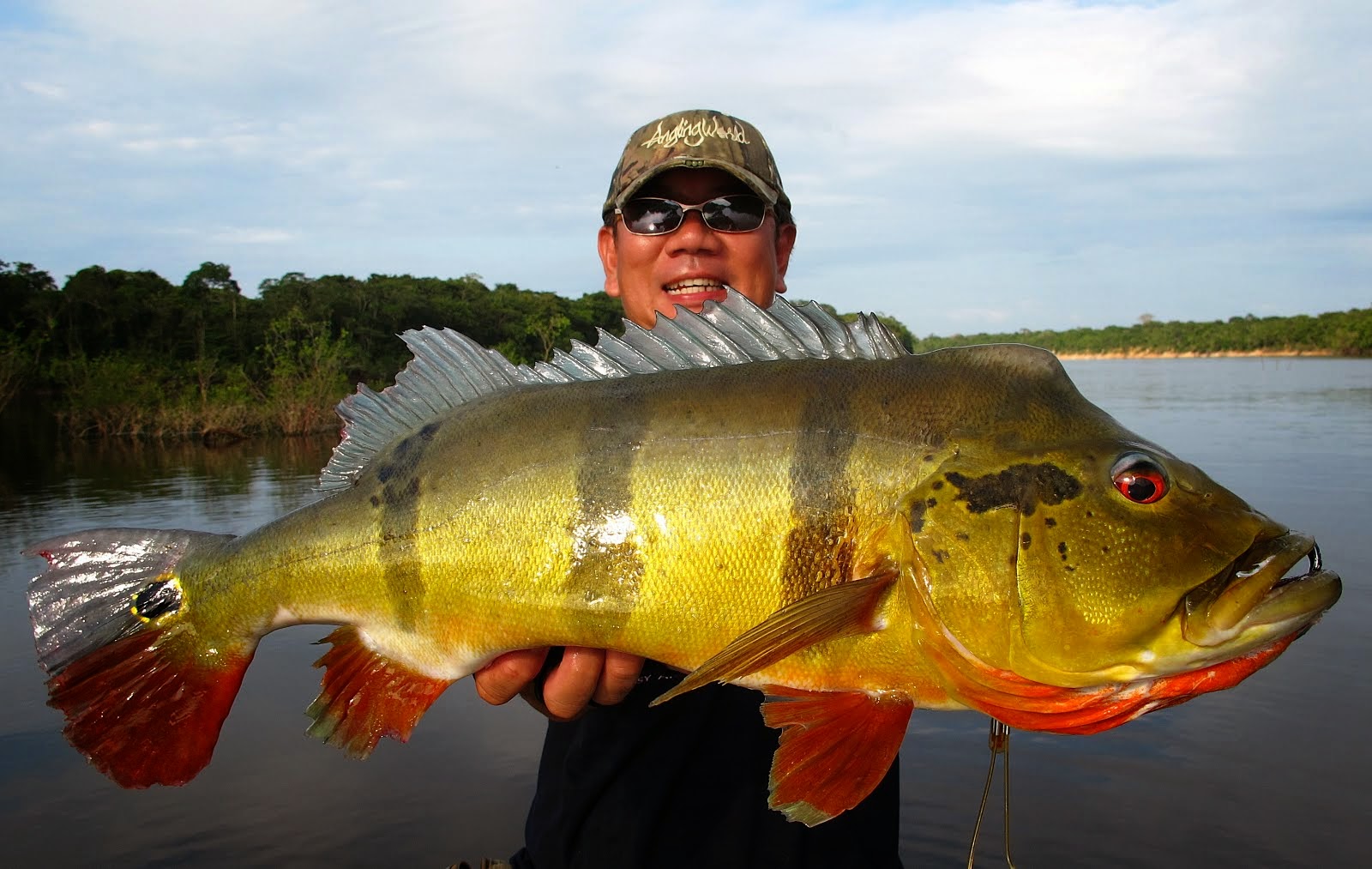 Peacock Bass