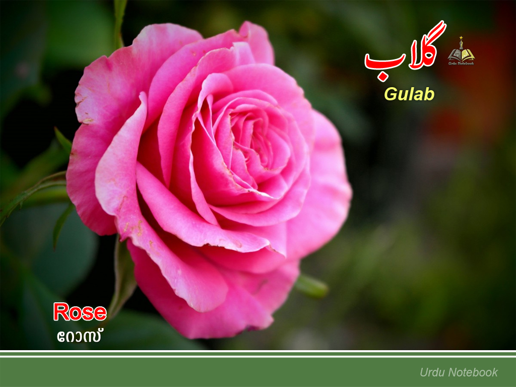 urdunotebook Flower Urdu Wallpaper