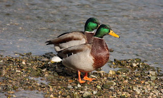 Mallard Duck HD Wallpapers