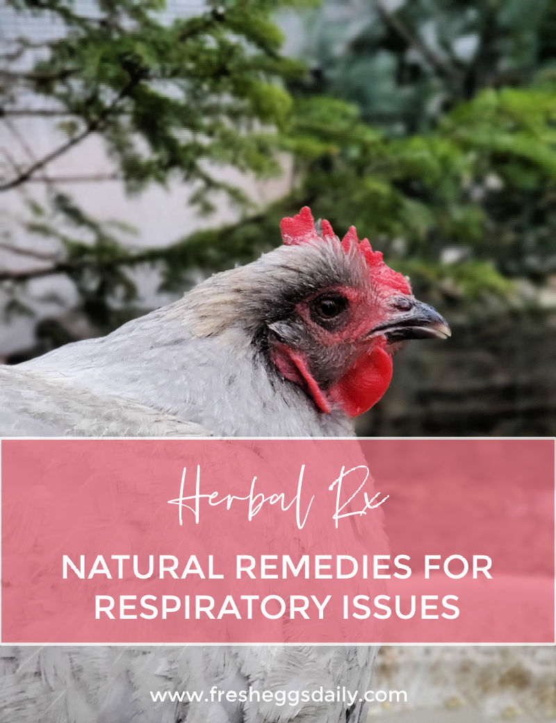 Herbal Rx Natural Remedies for Poultry Respiratory Issues Fresh