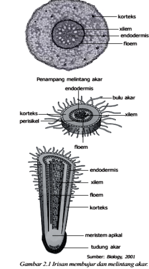Biologi Mania: JARINGAN TUMBUHAN