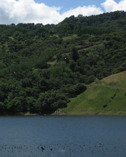 Waterfowl on Chesbro Reservoir, Santa Clara County, California