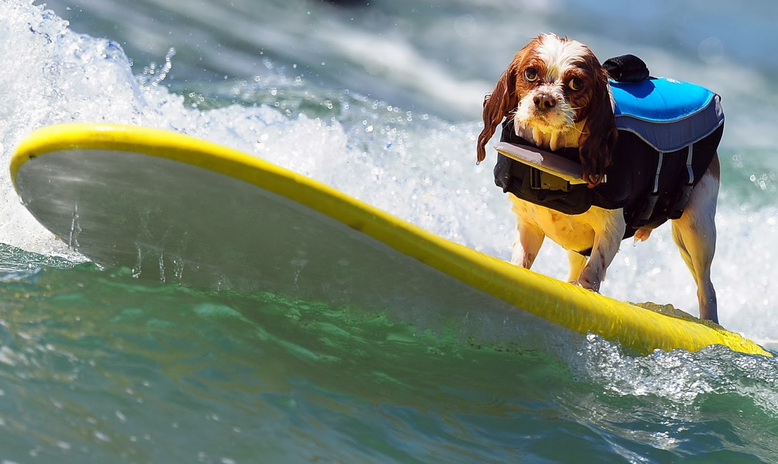 Annual Dog Surfing Competition HD Pictures - HD Photos