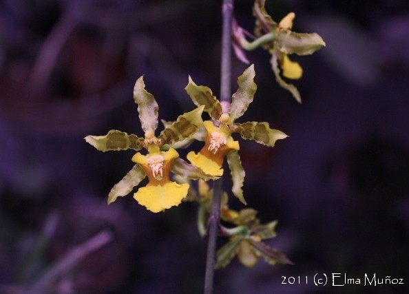 Oncidium Baueri