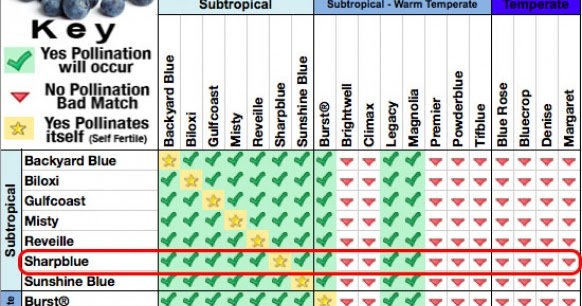 Daleys Fruit Tree Blog: Blueberry Plant Pollination Chart - Which