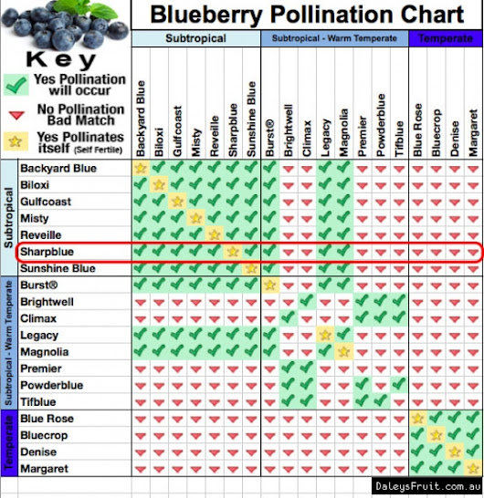 blueberry plant pollination chart which blueberry variety is right blueberry varieties chart