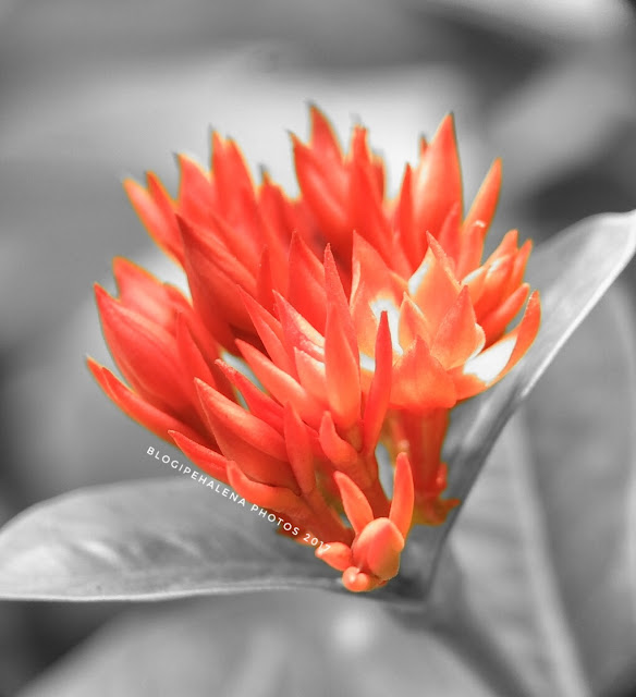 Splash color photos