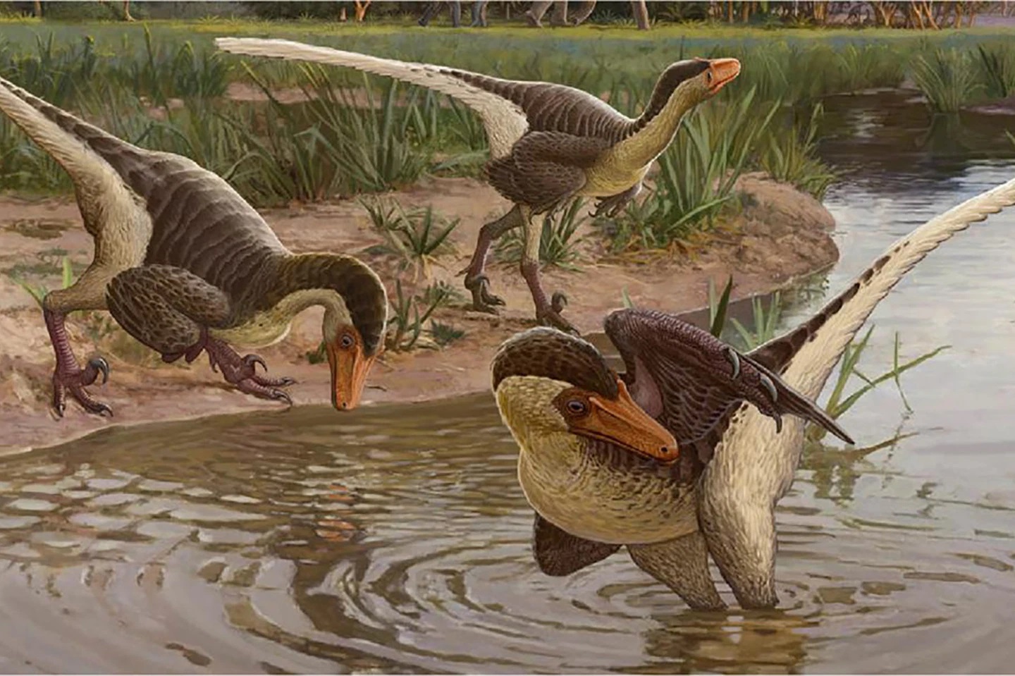 New ‘Feathered Dinosaur’ Was One Of Earth’s Last Surviving Raptors Roaming 67million Years Ago Dineobellator