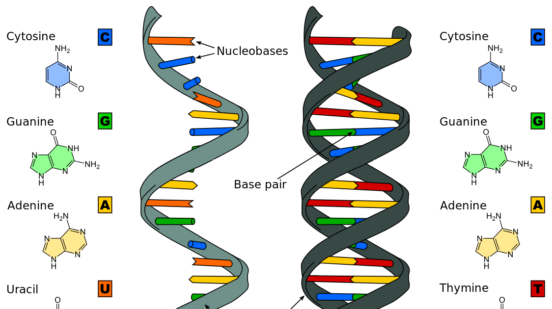 Днк и рнк общее. Строение ДНК 5-3. ДНК И РНК отличия. Схема строения ДНК И РНК. РНК отличается от ДНК.