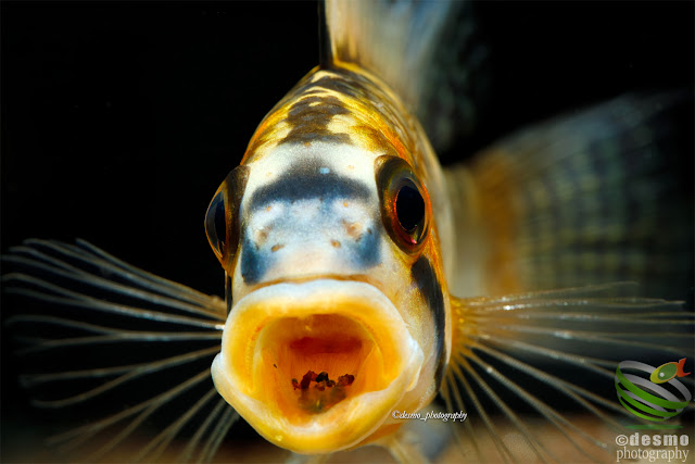 Apistogramma cf. personata / sp. Orange personata