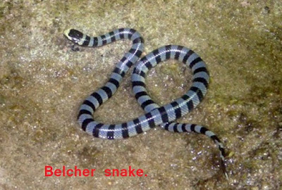 Belcher snake