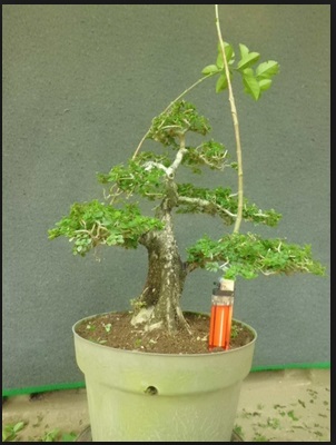 Menghasilkan Bibit Bonsai Yang Bermutu dan Berkualitas