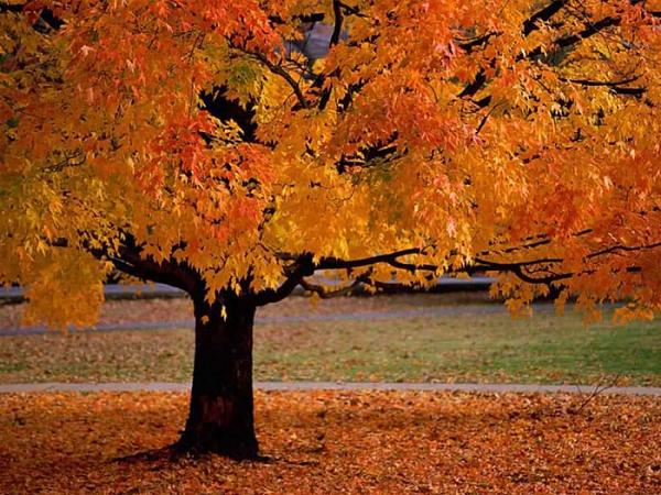 صور فصل الخريف وتساقط اوراق الشجر 2017 زينه