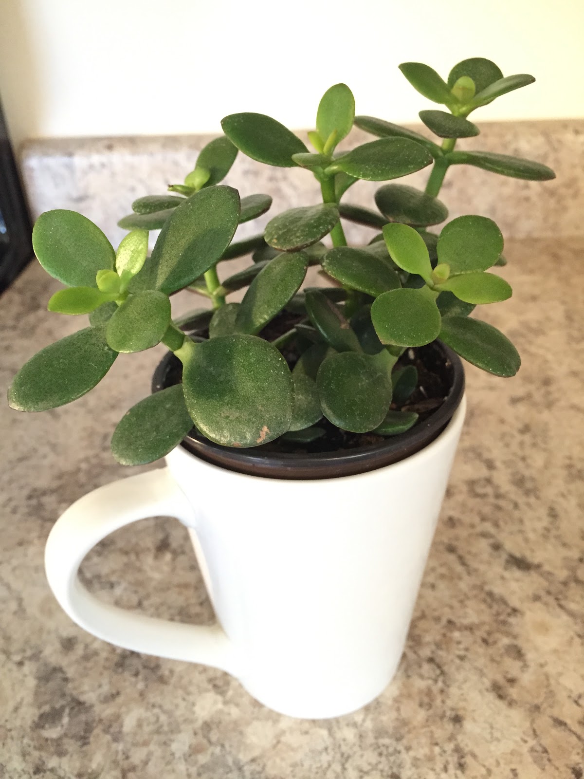 jade plant in coffee mug