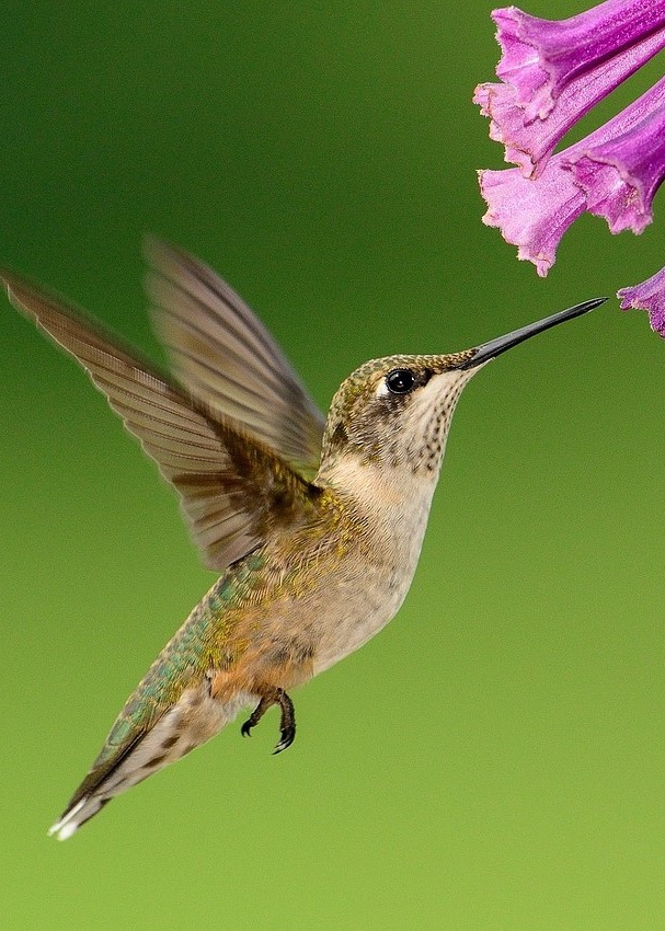 A Home for Hummingbirds