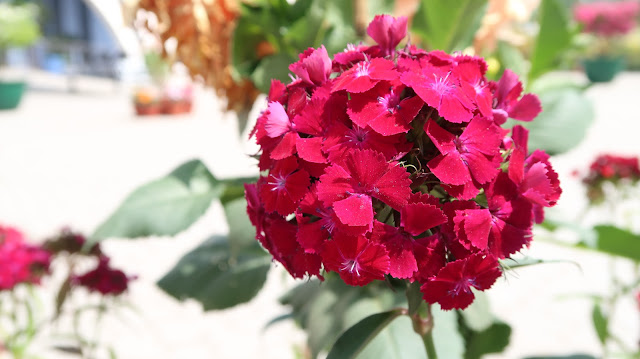 beautiful-flowers-roses beautiful-flowers-roses