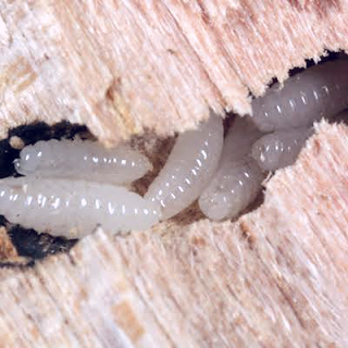 يهدد النمل الابيض Termites البشرية كلها وخطره شديد جدا علينا ولكن كيف يقوم بهذا التهديد الرهيب ؟ هل هو يمثل خطر على الإنسان من الناحية الطبية أم من الناحية الإقتصادية؟