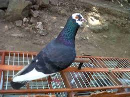 Saya Kasih Tau Cara Memilih Burung Dara