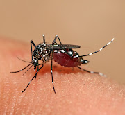 . that their premises do not become aedes mosquito breeding grounds. (dengue mosquito aedes aegypti)