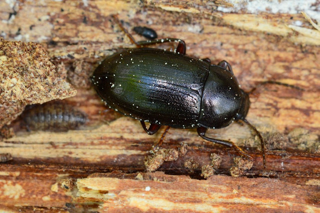 Nalassus laevioctostriatus Nalassus laevioctostriatus