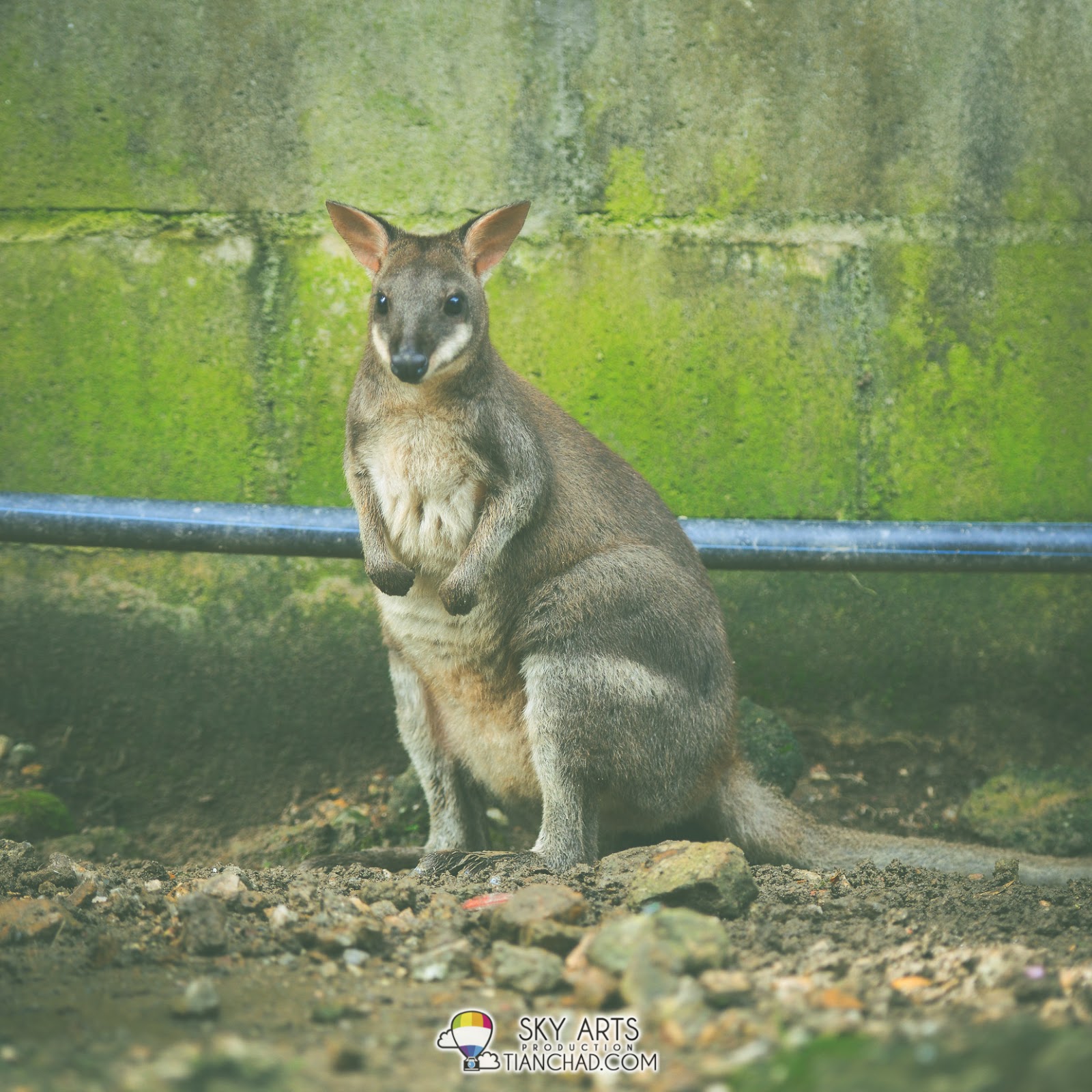 Wallaby - a very small size kangaroo that originated from Australia