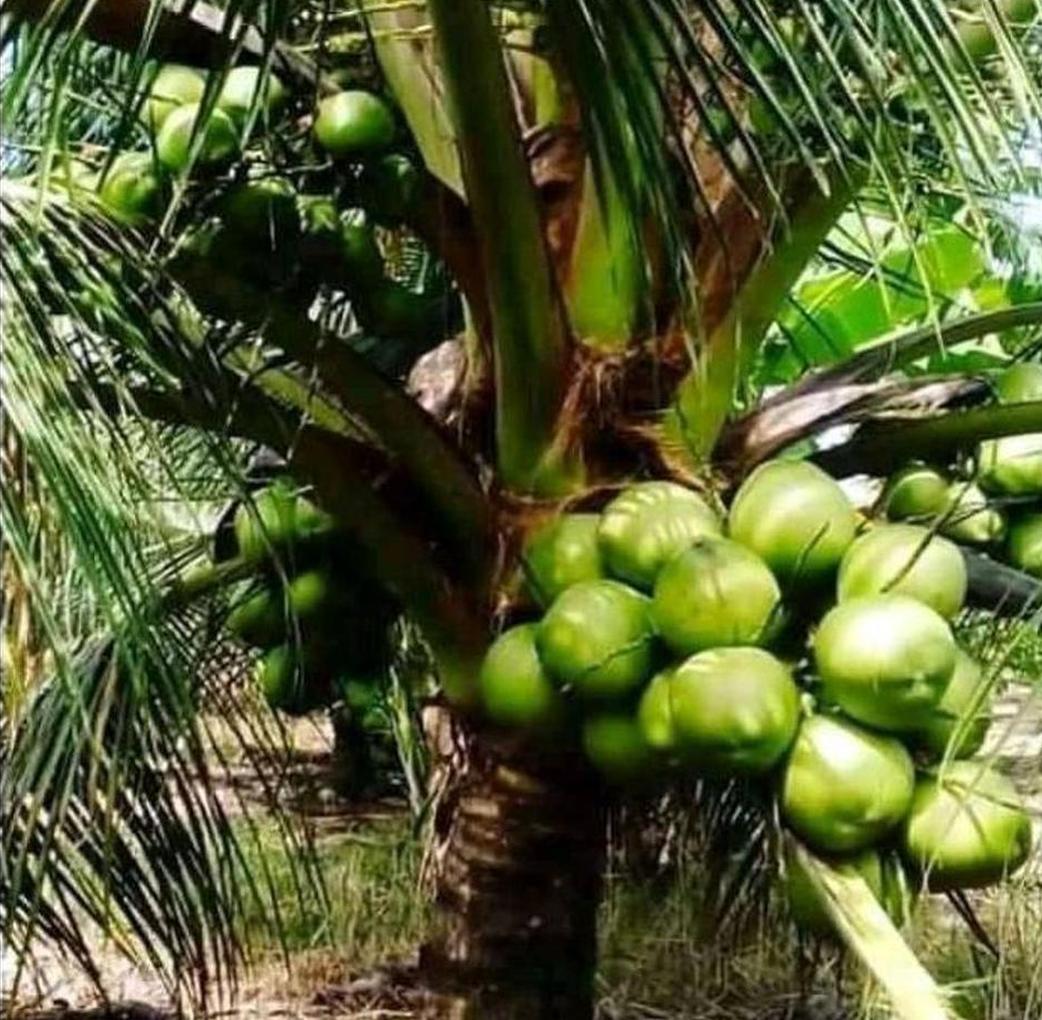 Budidaya Bibit kelapa wulung pendek asli