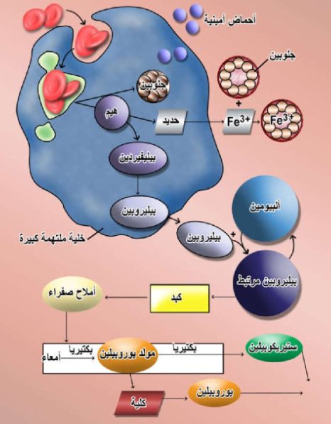 الشكل 15-7: خطوات تحطم خلايا الدم الحمراء في الطحال والكبد و منتجات أيضها الأعضاء الأخرى.