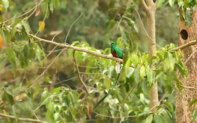 Costa Rica Birds: Quetzal by Paradise Catchers