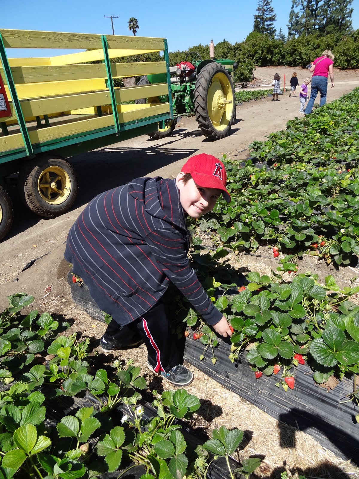 Our Homeschool Journey Strawberry Picking at Underwood Family Farms