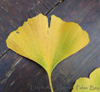 Ginkgo golden leaf