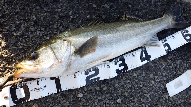 シーバス 湾奥 ジグパラサーフ35g シーバス 湾奥 ジグパラサーフ35g