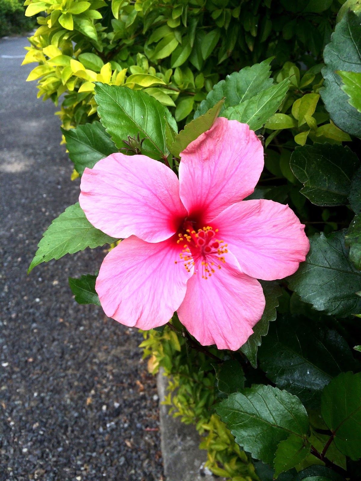 Alessandra Zecchini Denarau, Fiji and flowers