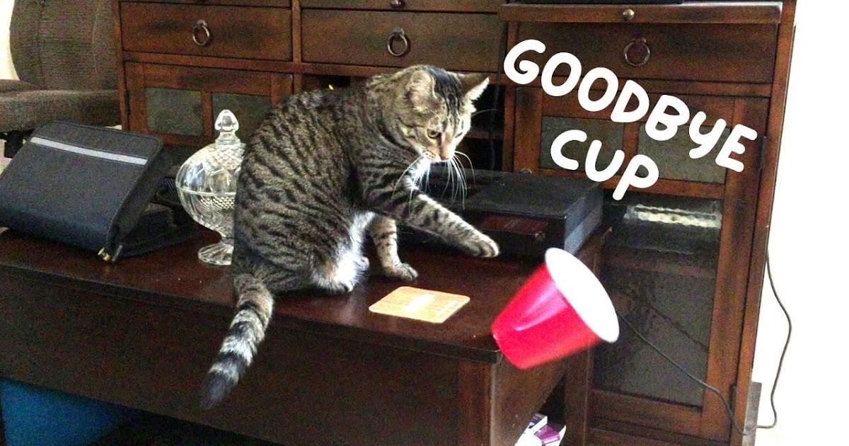 Why Do Cats Knock Things Over