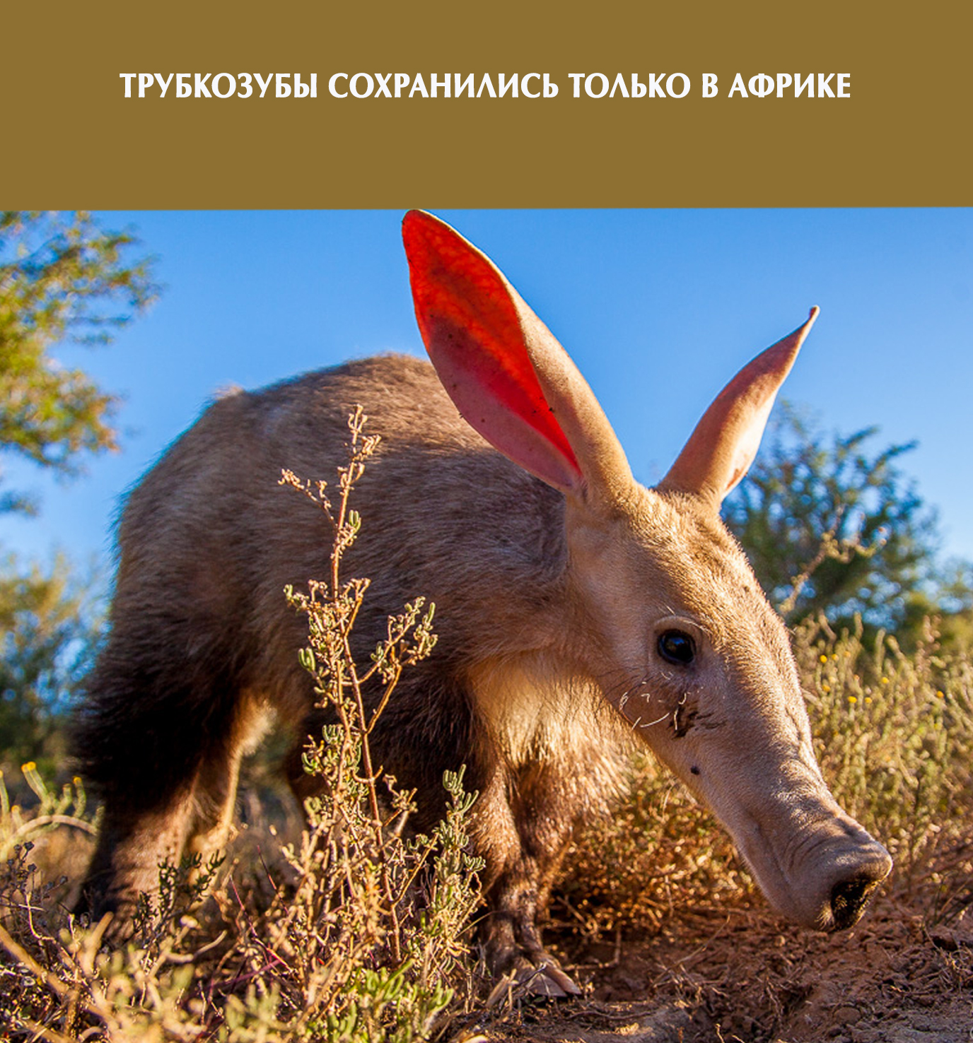 трубкозуб екатеринбургский зоопарк. голландские колонисты называли его земляной поросенок. трубкозуб (земляной поросёнок). капский трубкозуб. когти трубкозуба.