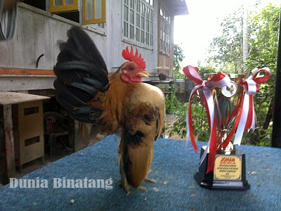 Ayam Serama Juara