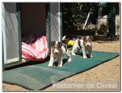 dos perritas de fox terrier con un mes de edad del criadero cliveal
