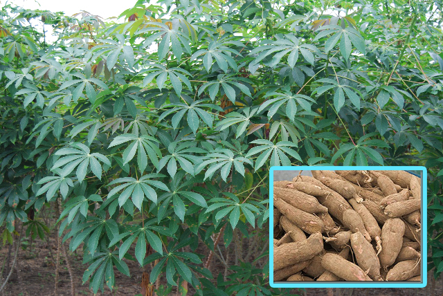Cassava Farming (Manihot esculenta): Complete Growing Guide for High Yields